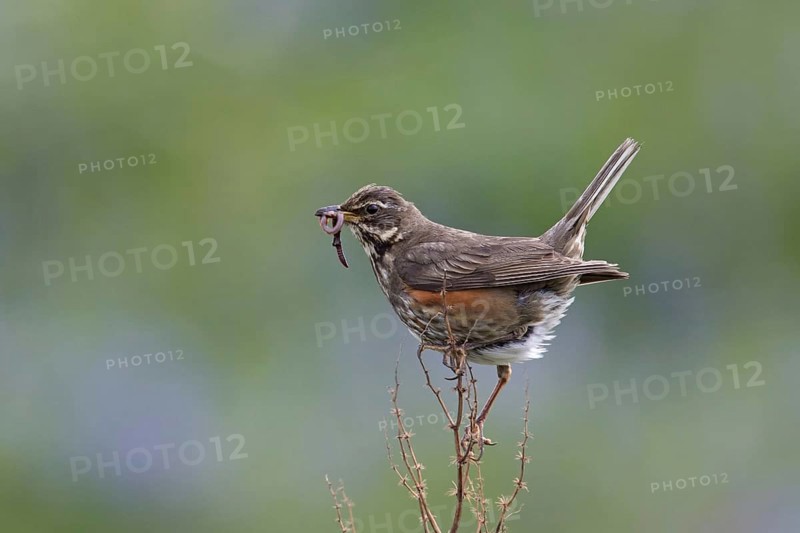 Redwing