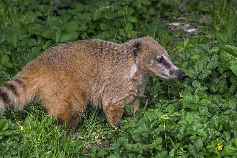 South American coati