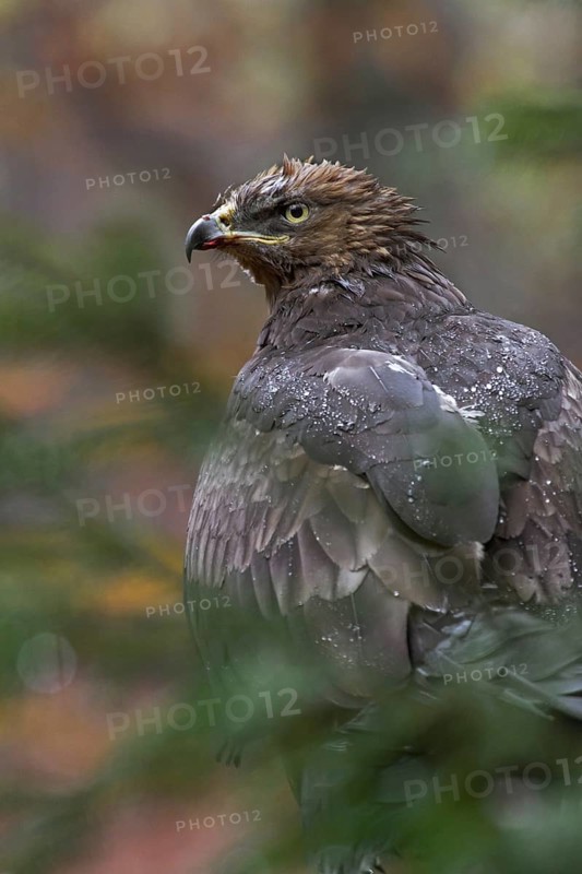 Lesser spotted eagle