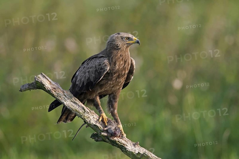 Lesser spotted eagle