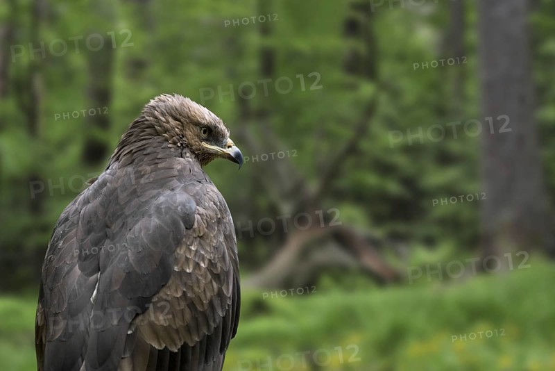 Lesser spotted eagle