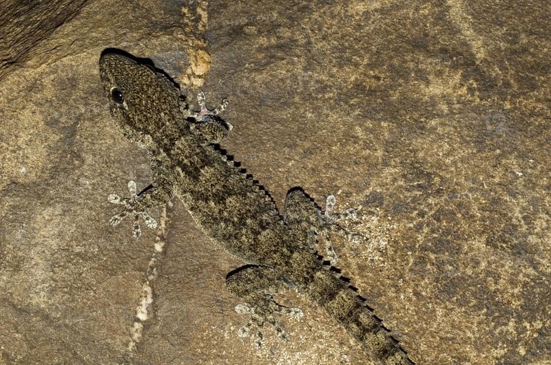 Moorish wall gecko