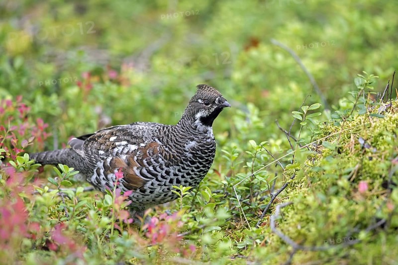 Hazel grouse