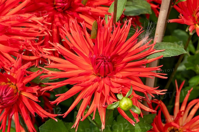 Garden dahlia