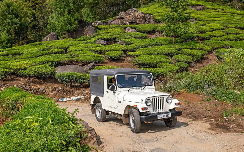 White 4WD rides through Pothamedu tea plantation