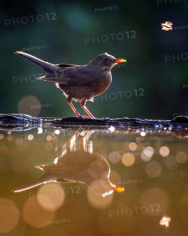 Blackbird