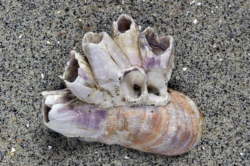 American slipper limpet
