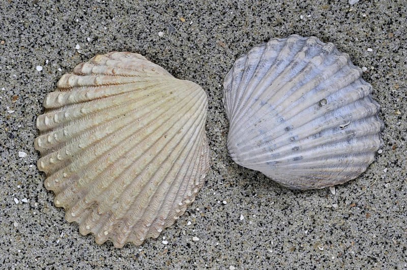Poorly ribbed cockle