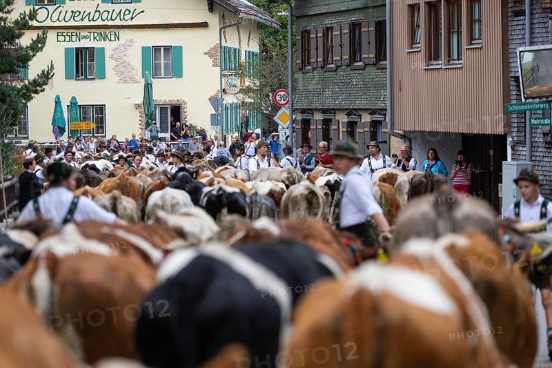 Alpine herdsmen lead herd of cattle through the road