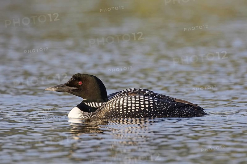 Common loon