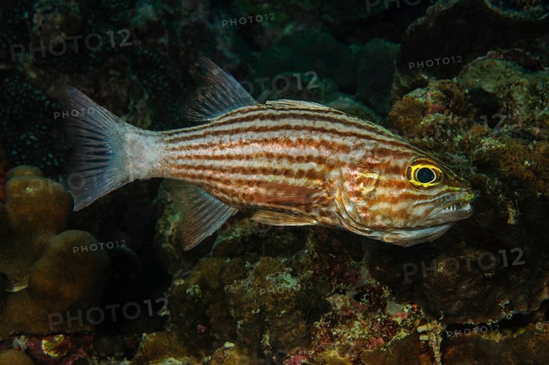 View from the side of largetoothed cardinalfish
