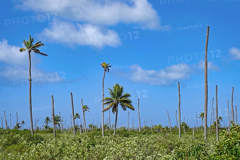 Broken palm trees