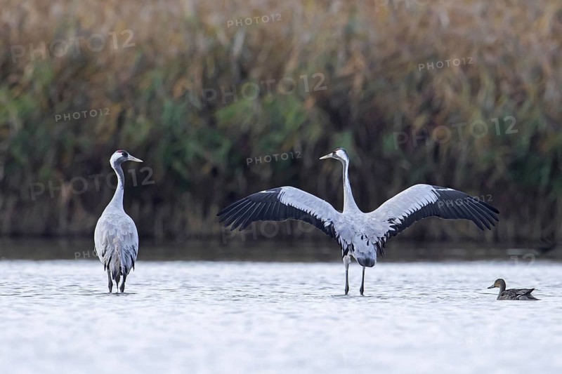 Two common cranes