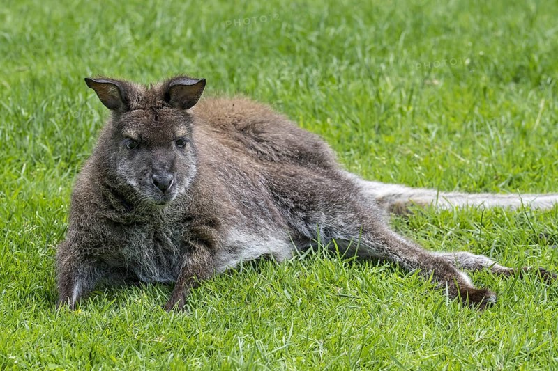 Red-necked wallaby