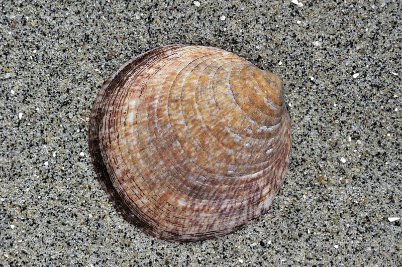 Dog cockle
