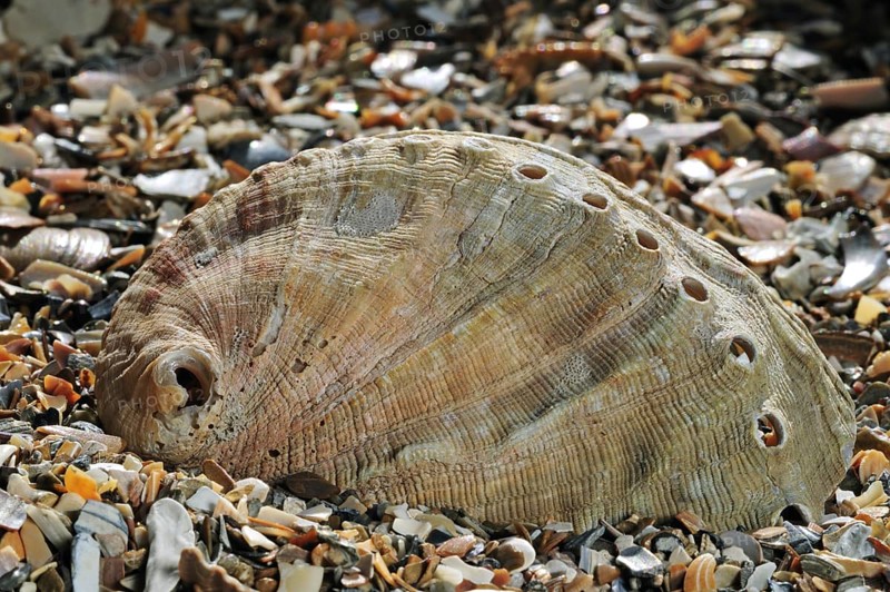 Abalone