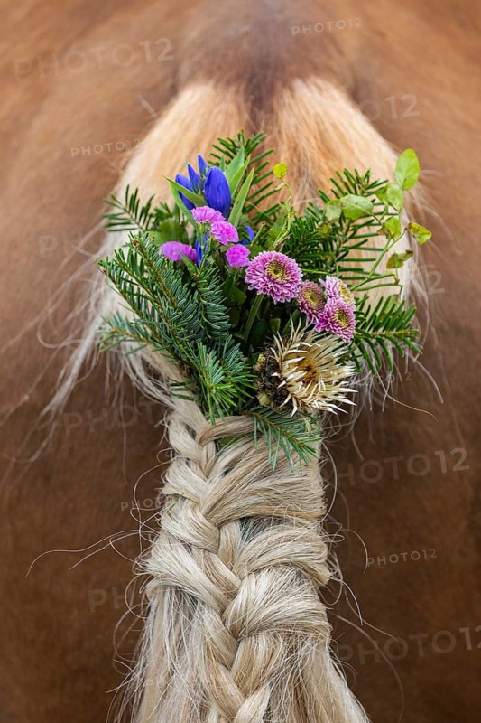 Haflinger horse