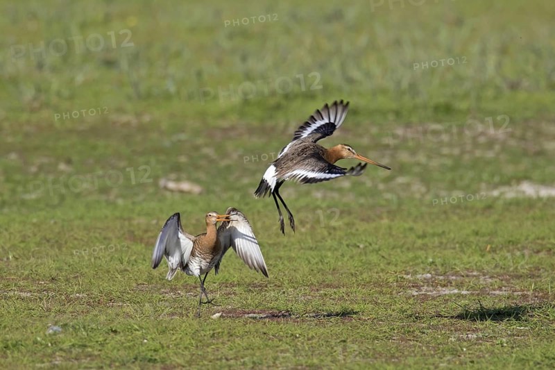 Male black-tailed godwit