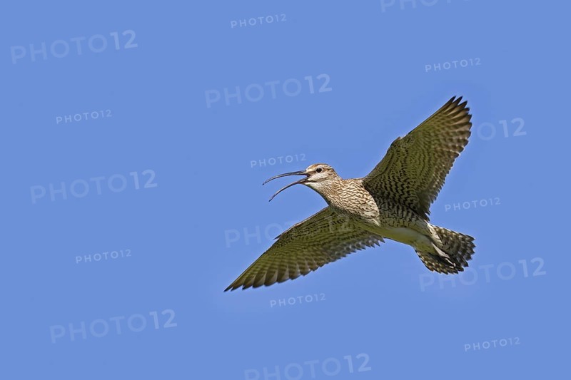 Eurasian whimbrel