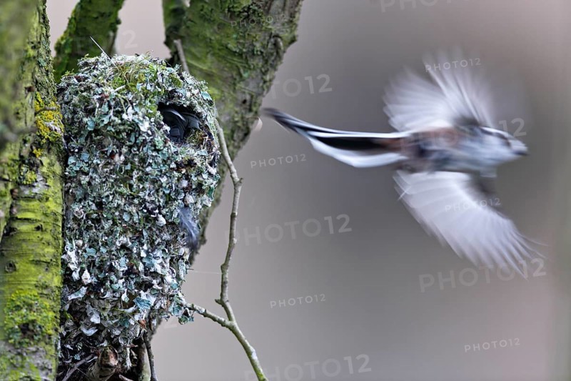 Long-tailed tit