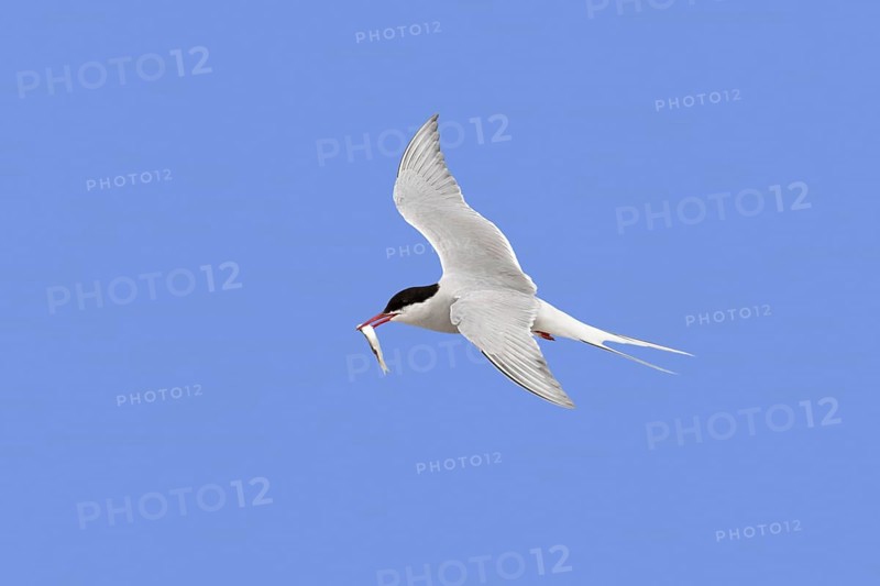 Arctic tern