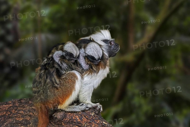 Cotton-top tamarin