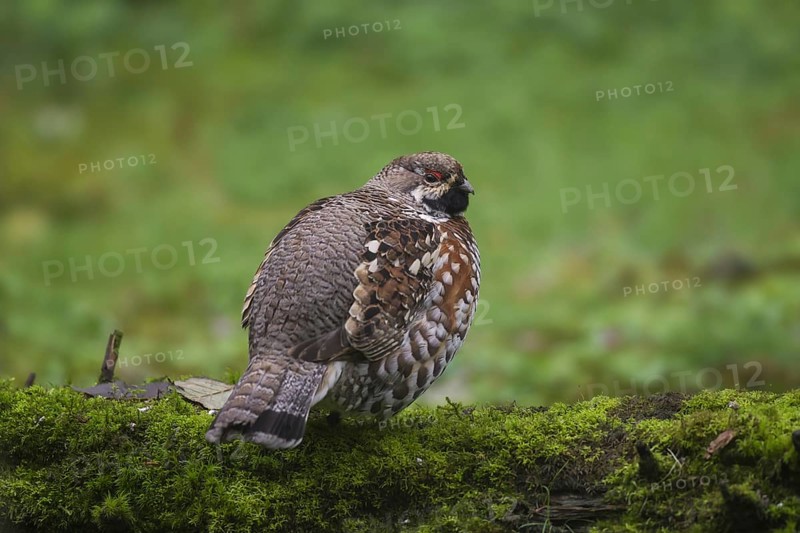 Hazel grouse
