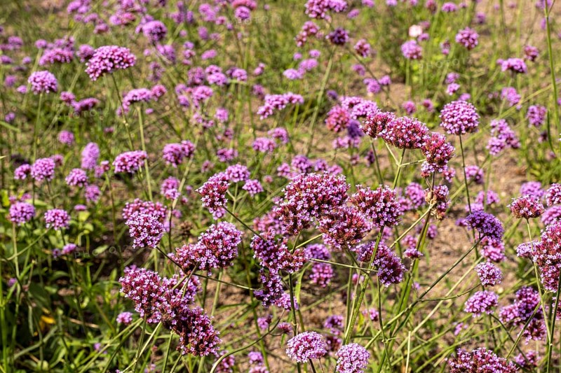 Argentine verbena