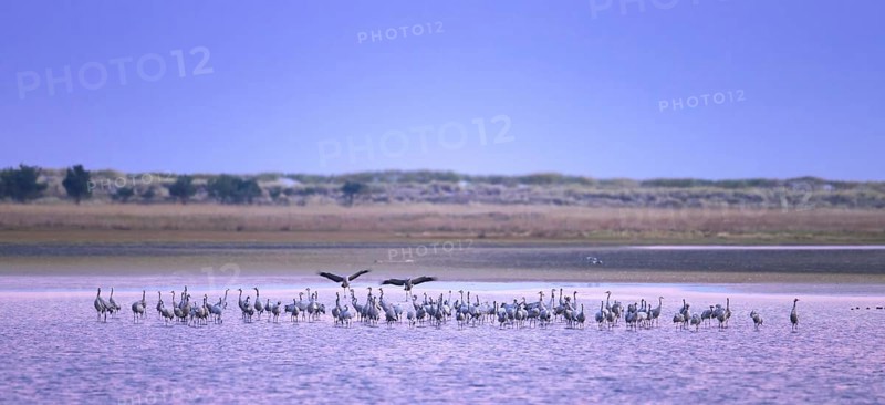 Flock of common cranes
