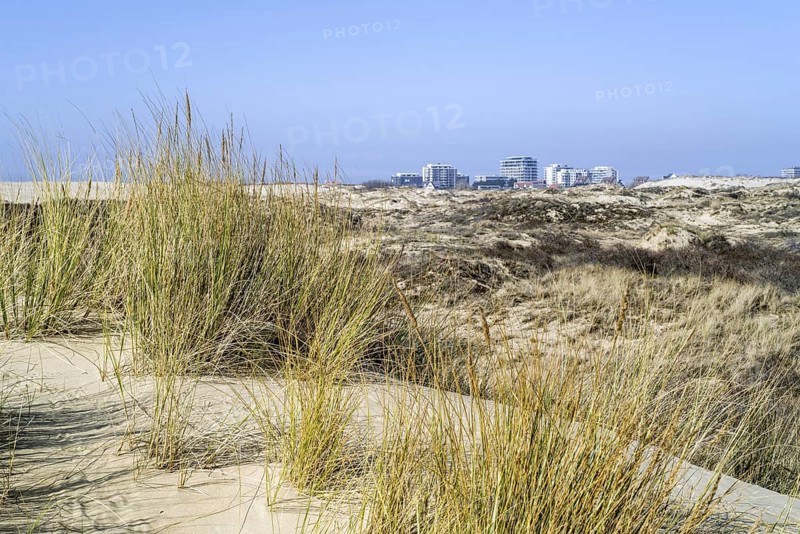 Marram grass