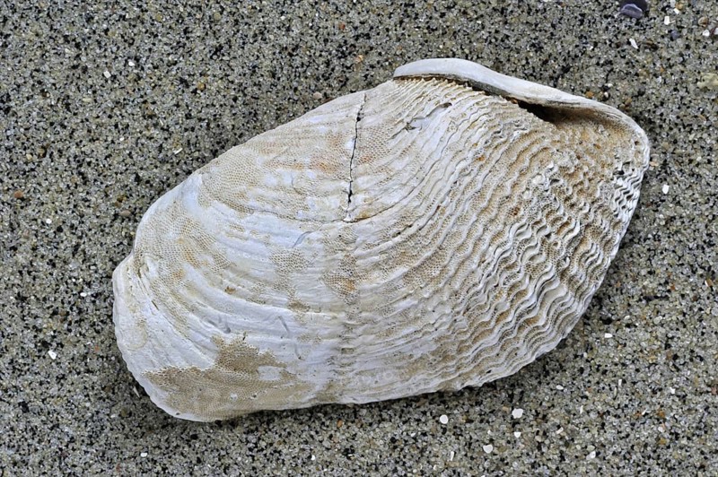Great piddock