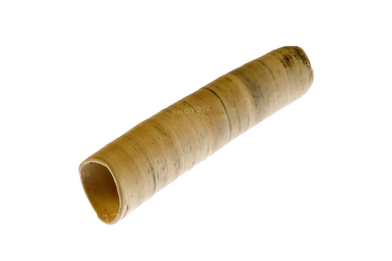 Elephant tooth shell