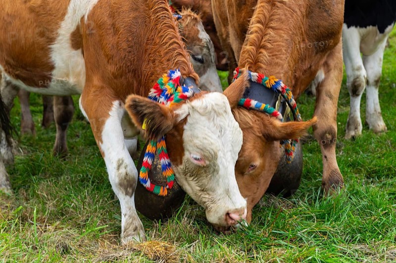 Alpine cattle with cowbells