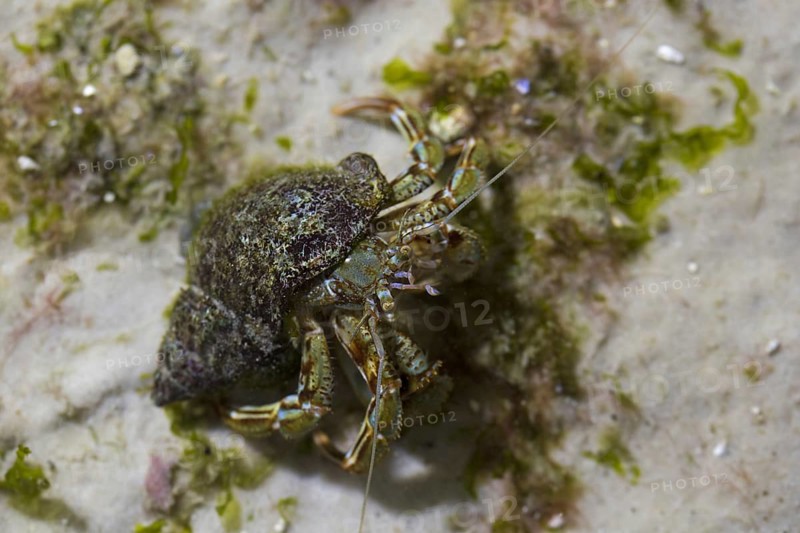 Common hermit crab