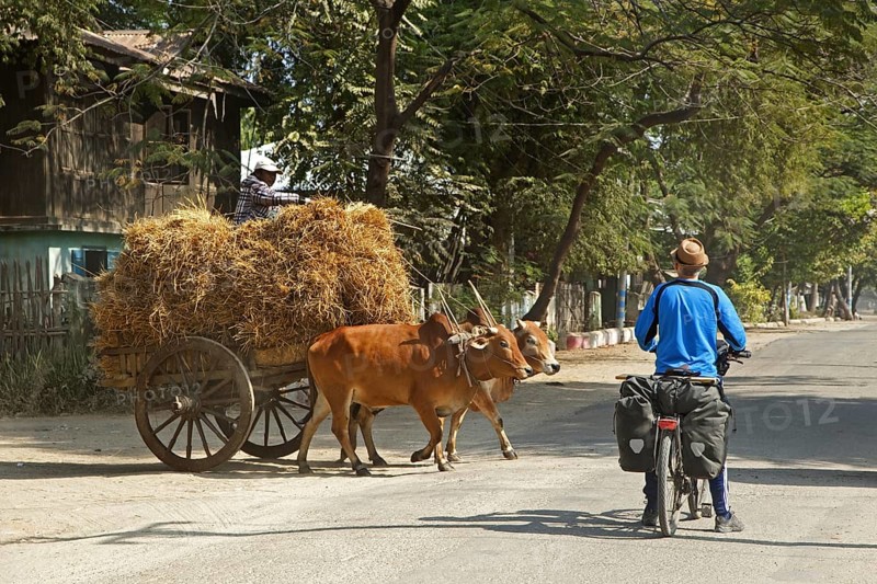 Western tourist riding touring bicycle waiting for wooden cart loaded with hay pulled by two zebus