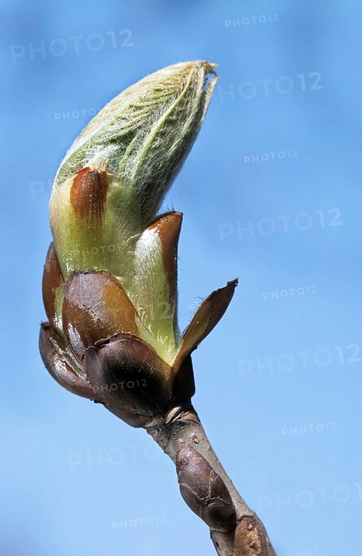 Sweet Chestnut