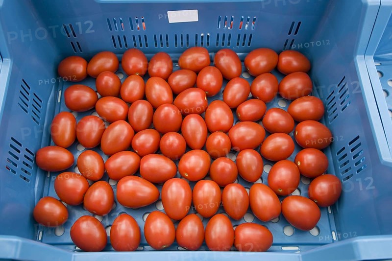 Plastic crate with red tomatoes