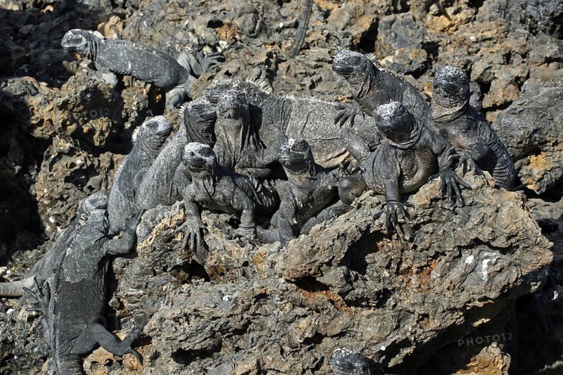 Marine iguanas