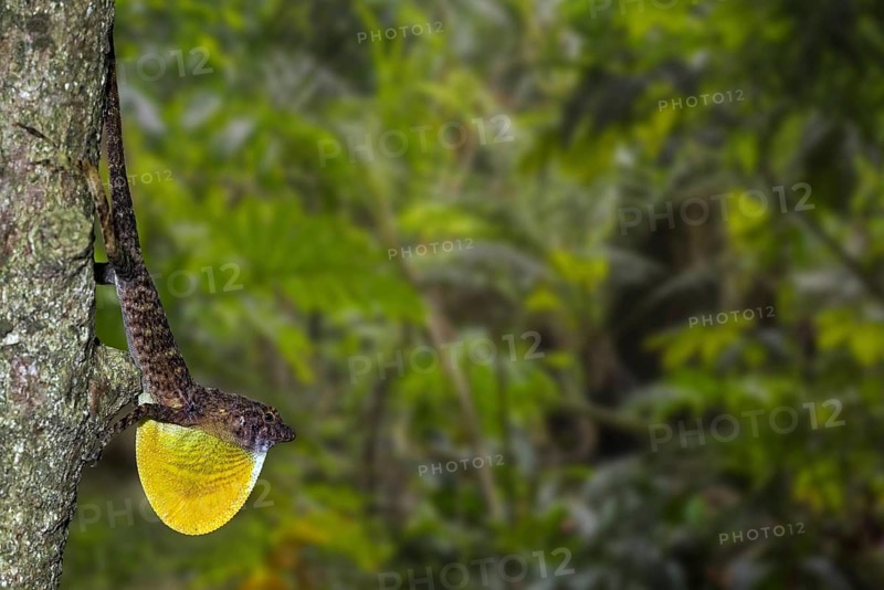 Many-scaled anole