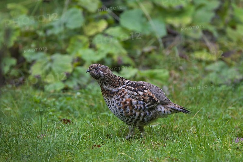 Hazel grouse