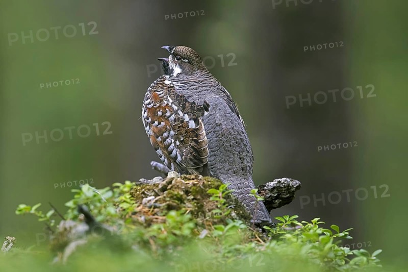 Hazel grouse