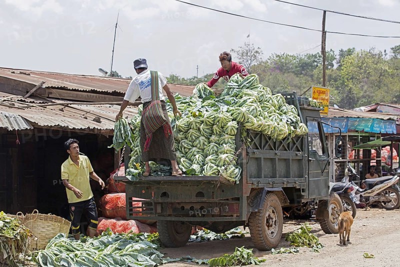Burmese men unloading truck with cabbages in the town Aungban in the Kalaw Township