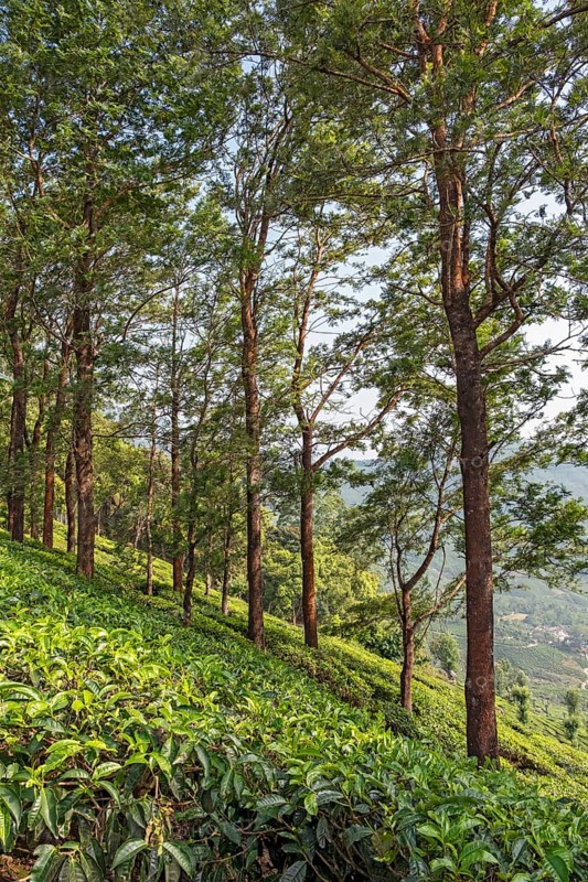 Tea plantation with trees