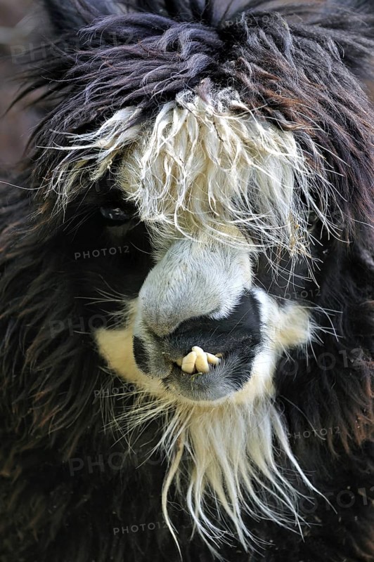 Alpaca