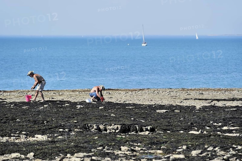 Men with buckets looking for oysters and shellfish among rocks on the beach in summer on the island Ile de Re