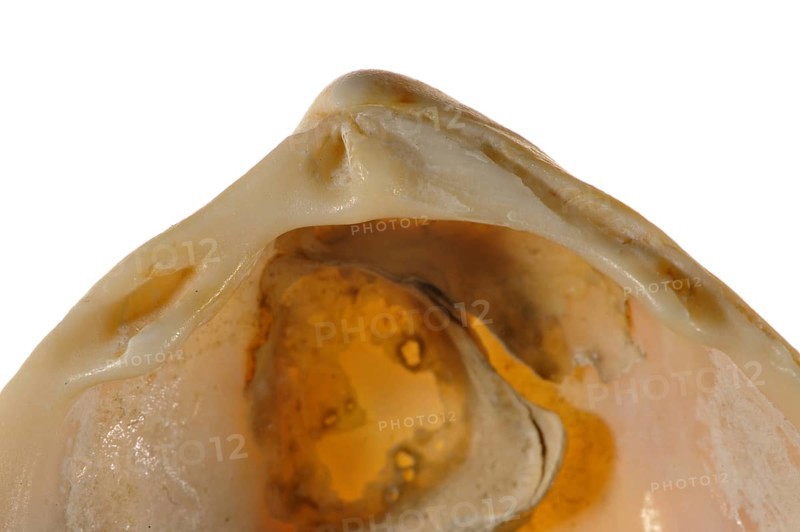 Smooth cockle