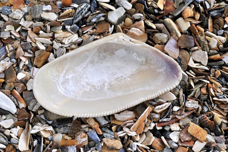 Banded wedge shell