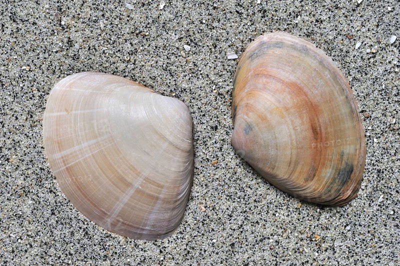 Rayed trough shells
