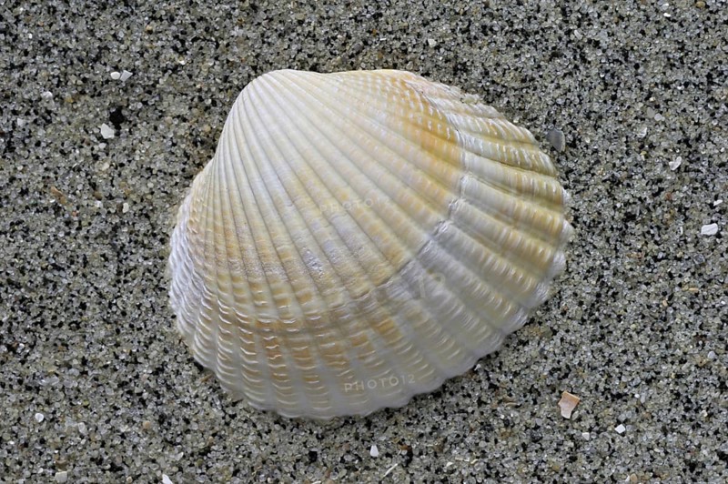 Common cockle