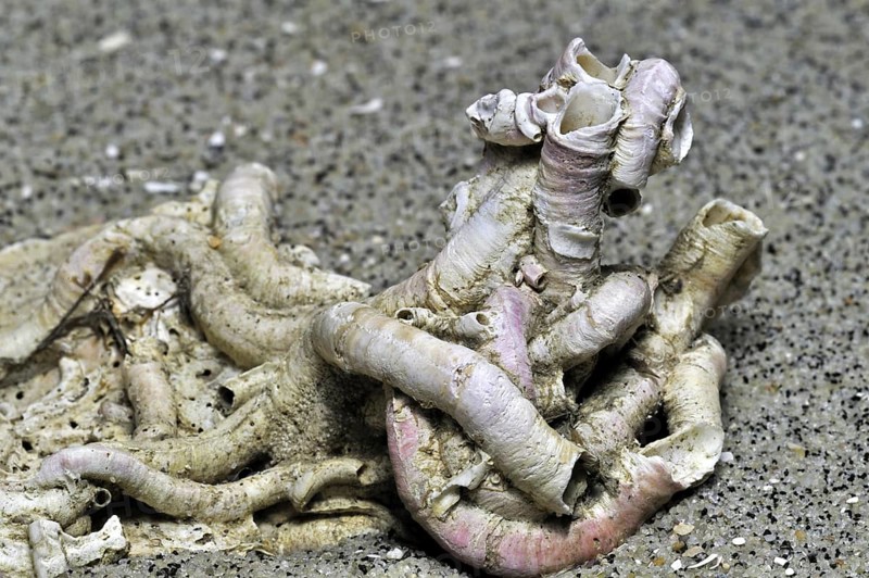 Tubes of calcium carbonate from a serpulid worm on seashell washed on beach